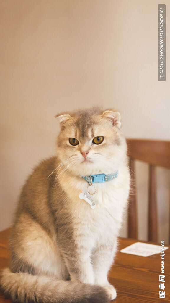 可爱猫咪端坐木椅