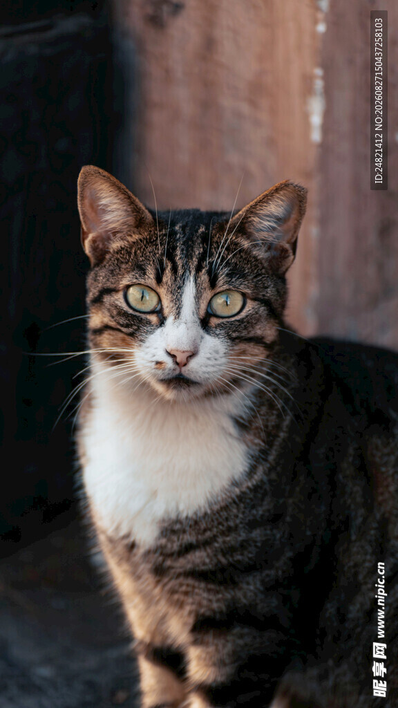 可爱斑纹猫的特写