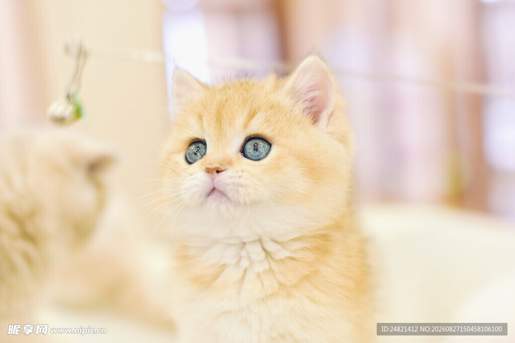 可爱金渐层猫咪抬头凝望