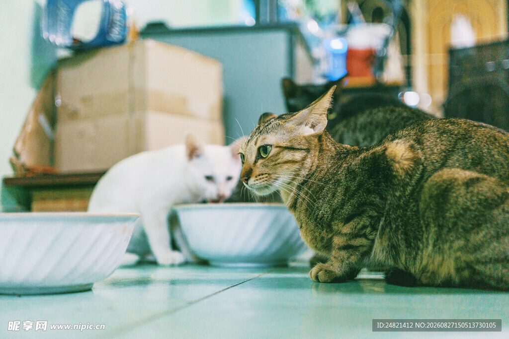 两只猫咪在进食