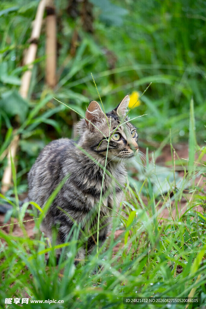 草丛中的可爱小猫咪