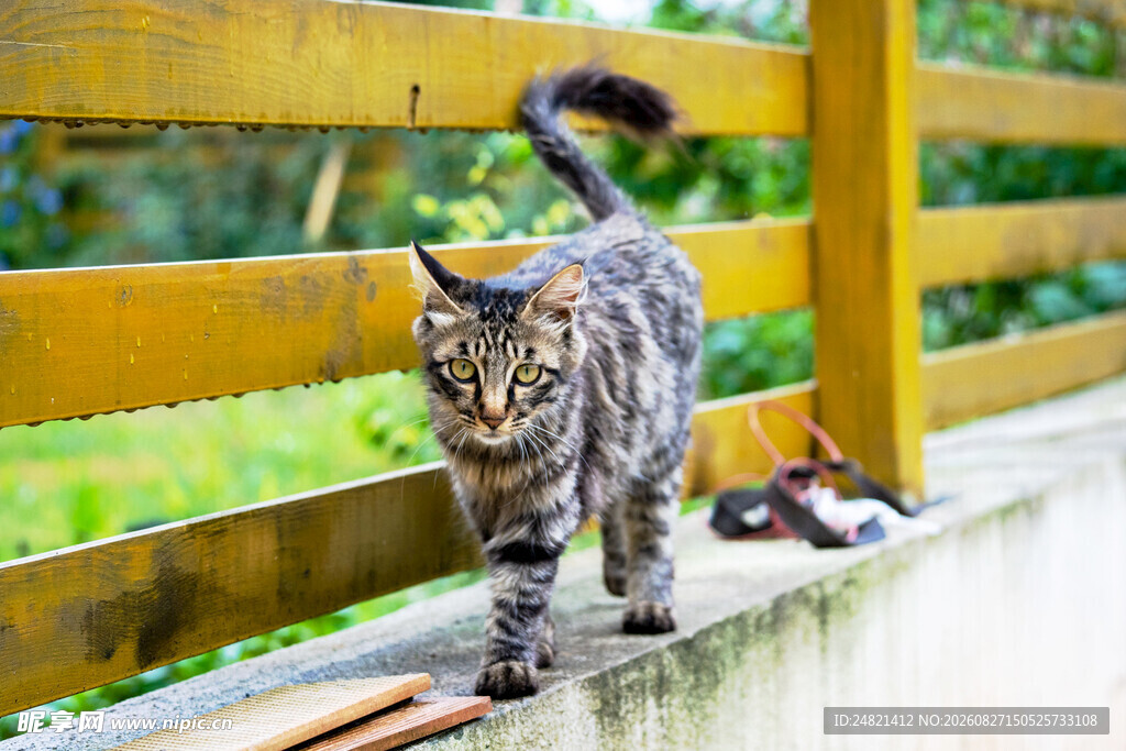 木栏边行走的长毛猫咪