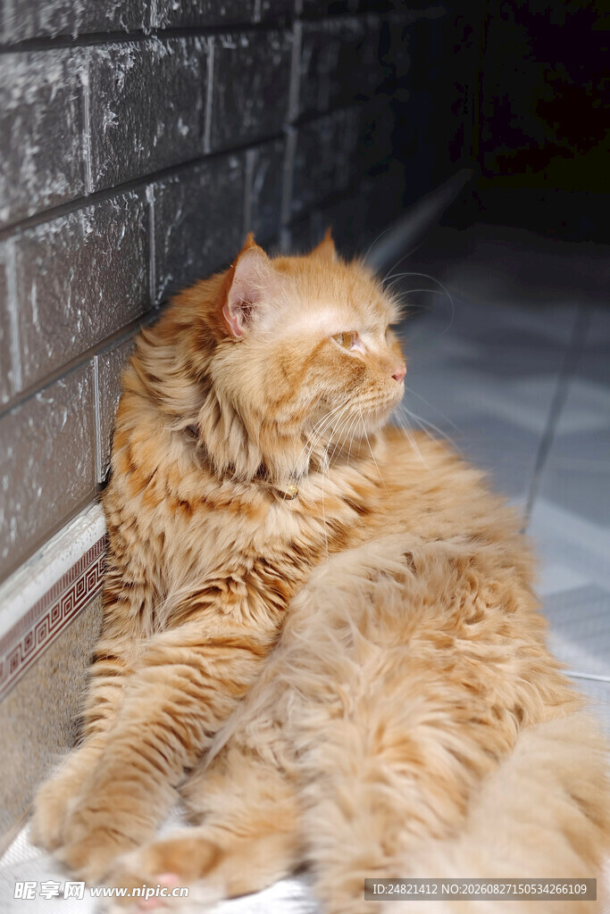 橘猫慵懒靠墙休憩