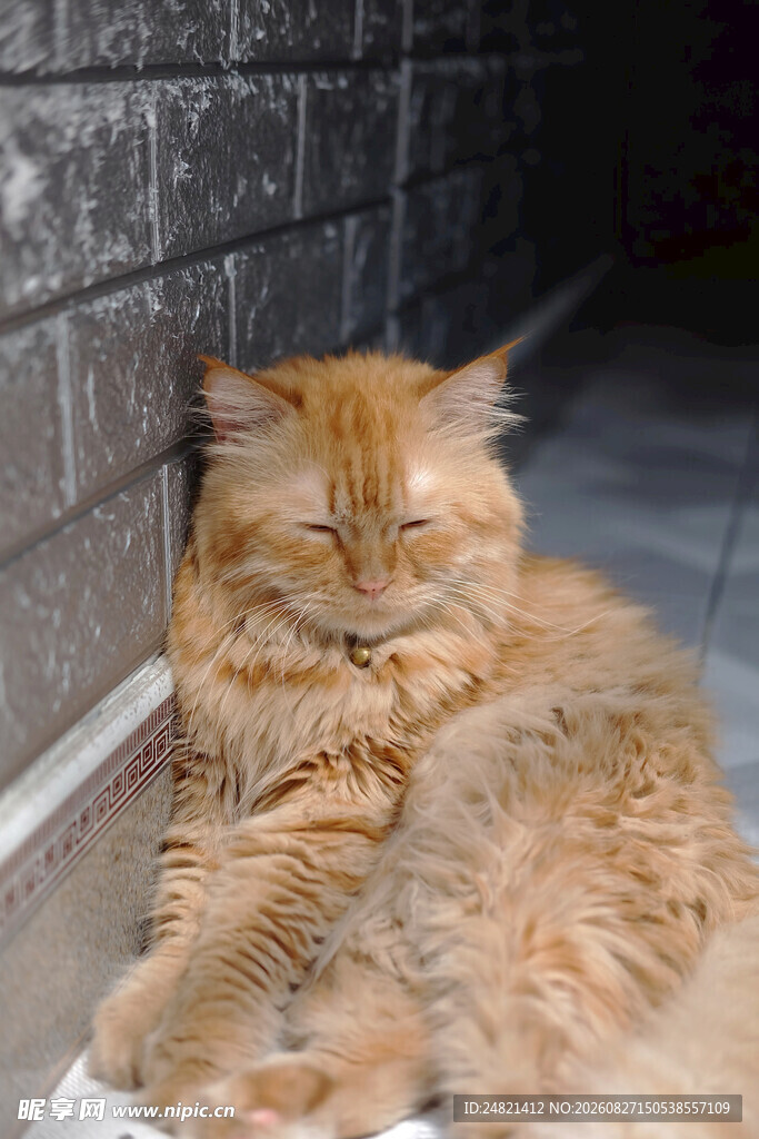 橘猫惬意躺卧