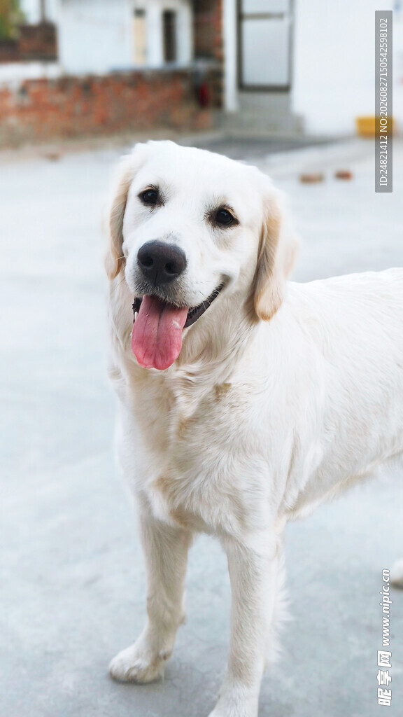可爱金毛犬张嘴露舌