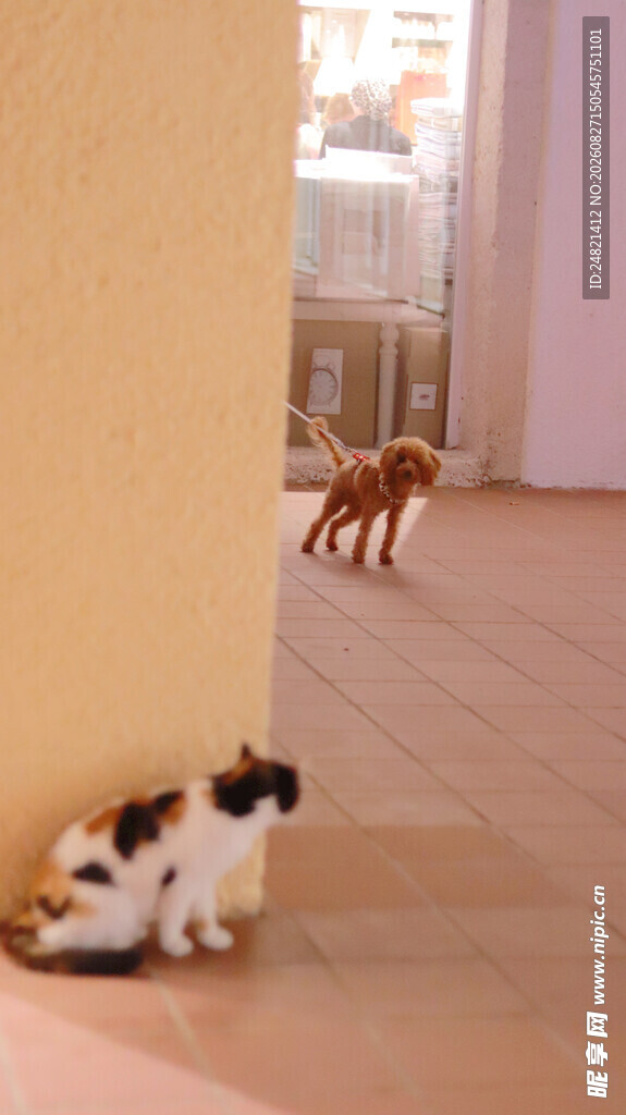 室内两猫互动场景