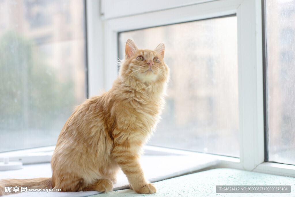 窗边橘猫望向窗外