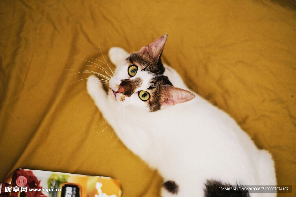慵懒猫咪惬意躺卧