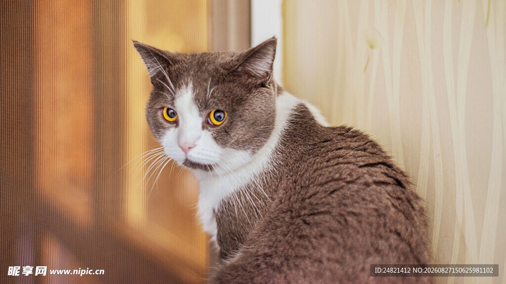 窗边可爱猫咪回头瞬间