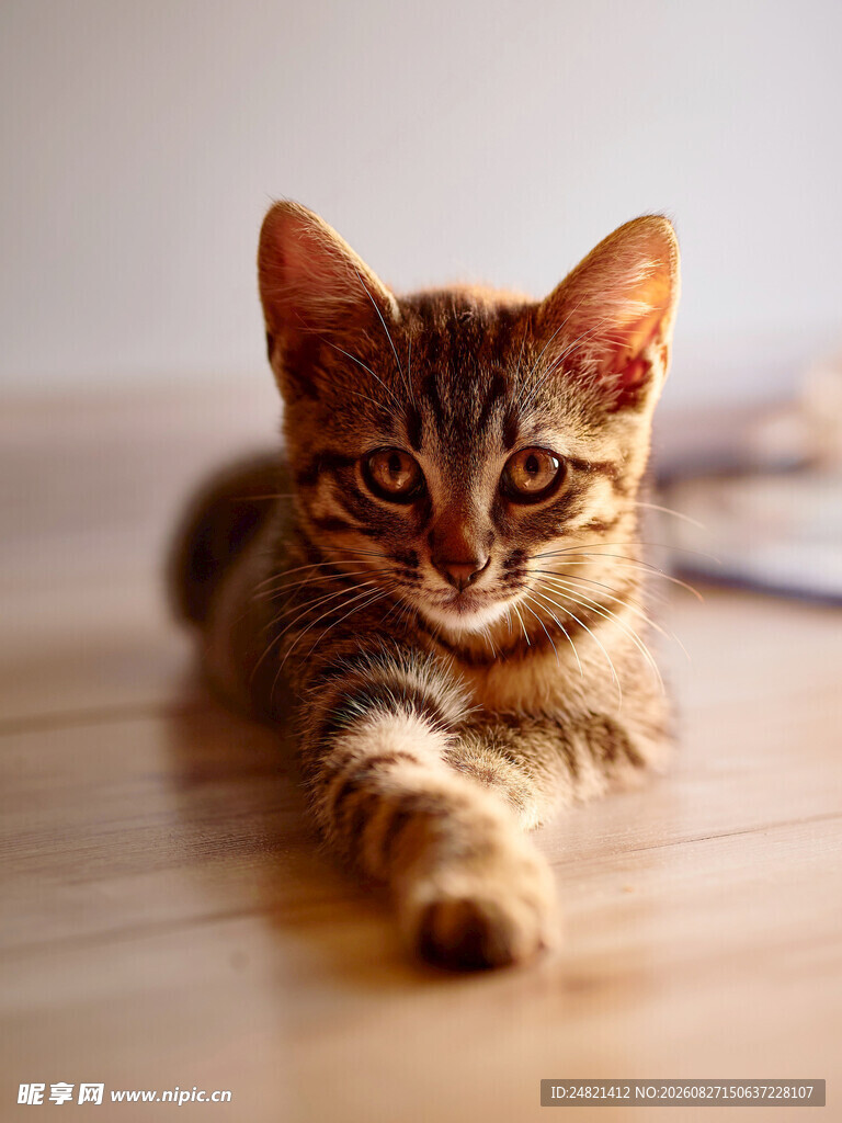 可爱斑纹猫咪趴木地板