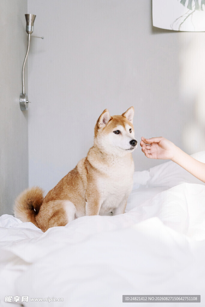 人与柴犬温馨互动瞬间