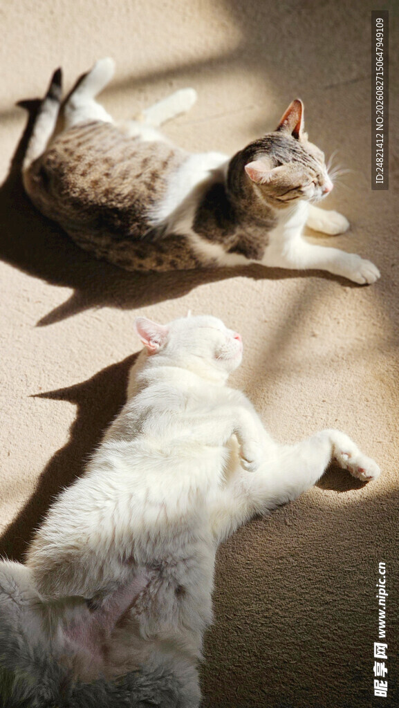 阳光下慵懒的猫咪与狗狗