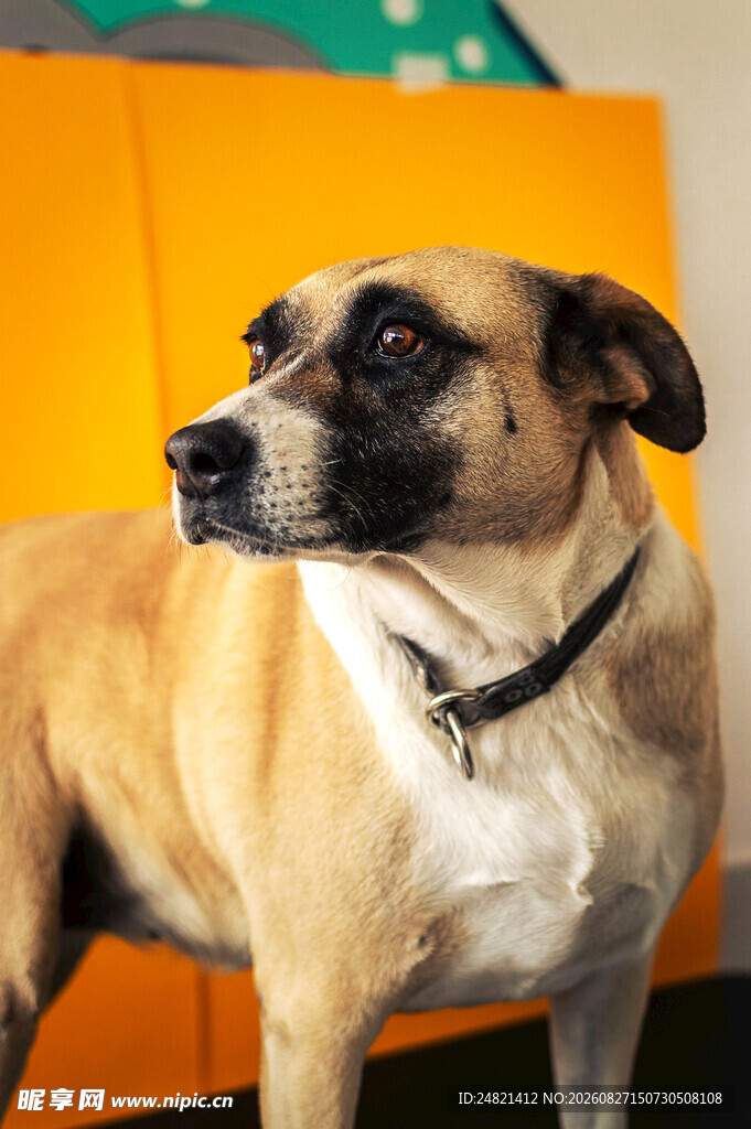 可爱田园犬侧头凝视