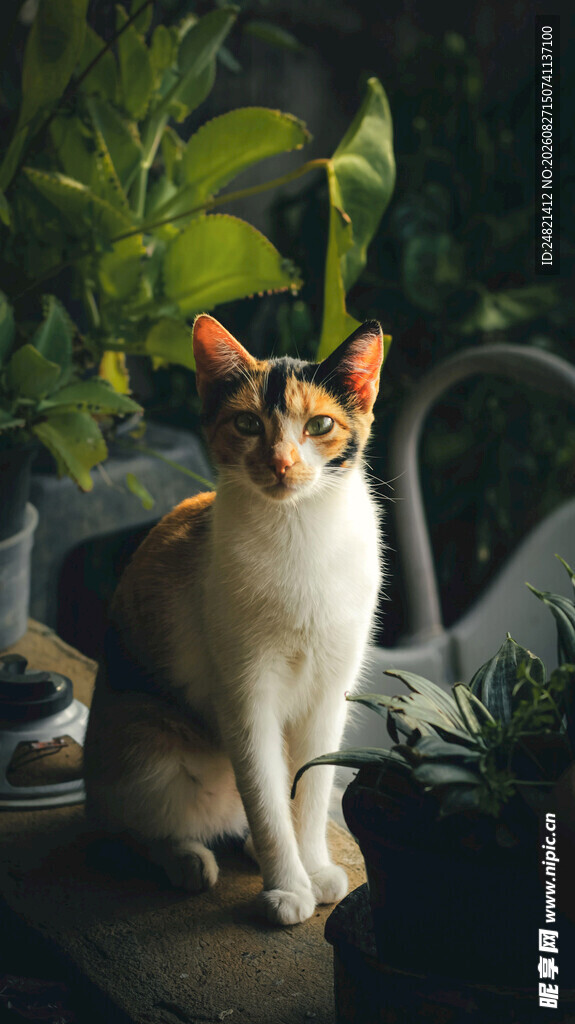 三色猫坐于绿植间