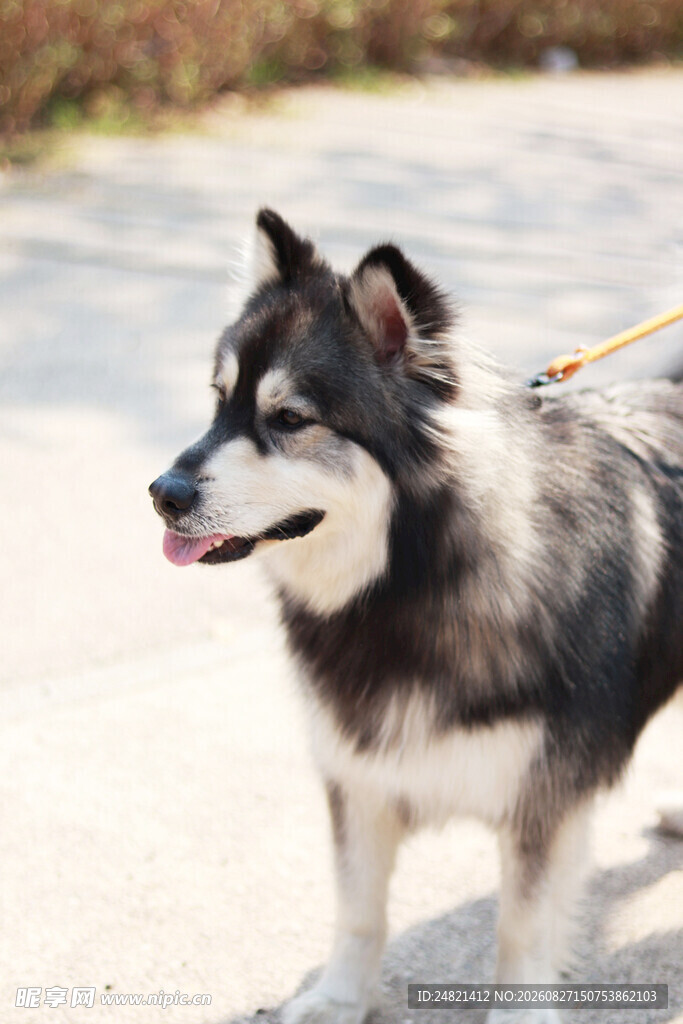 户外遛阿拉斯加犬