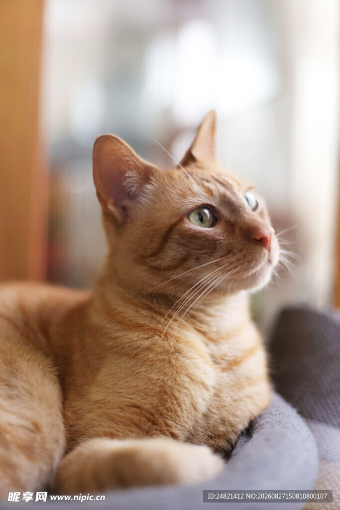 橘猫惬意躺卧