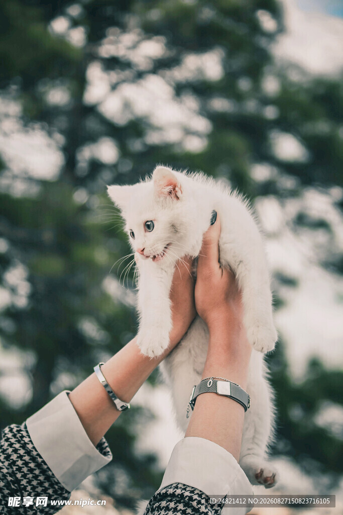 双手托起可爱小白猫