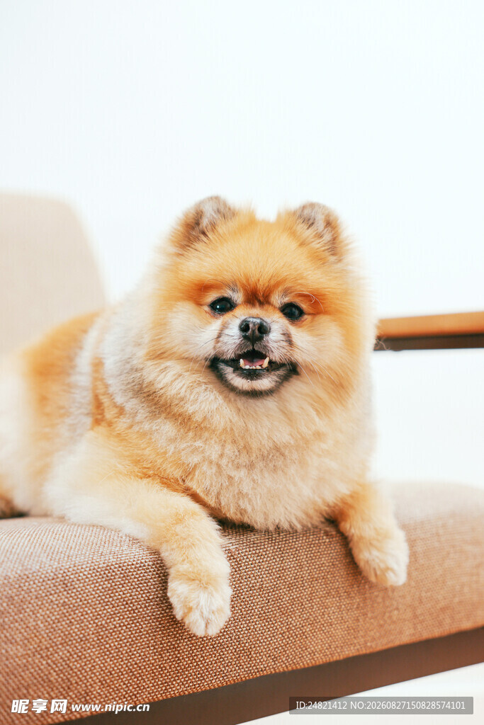 可爱博美犬惬意趴卧沙发