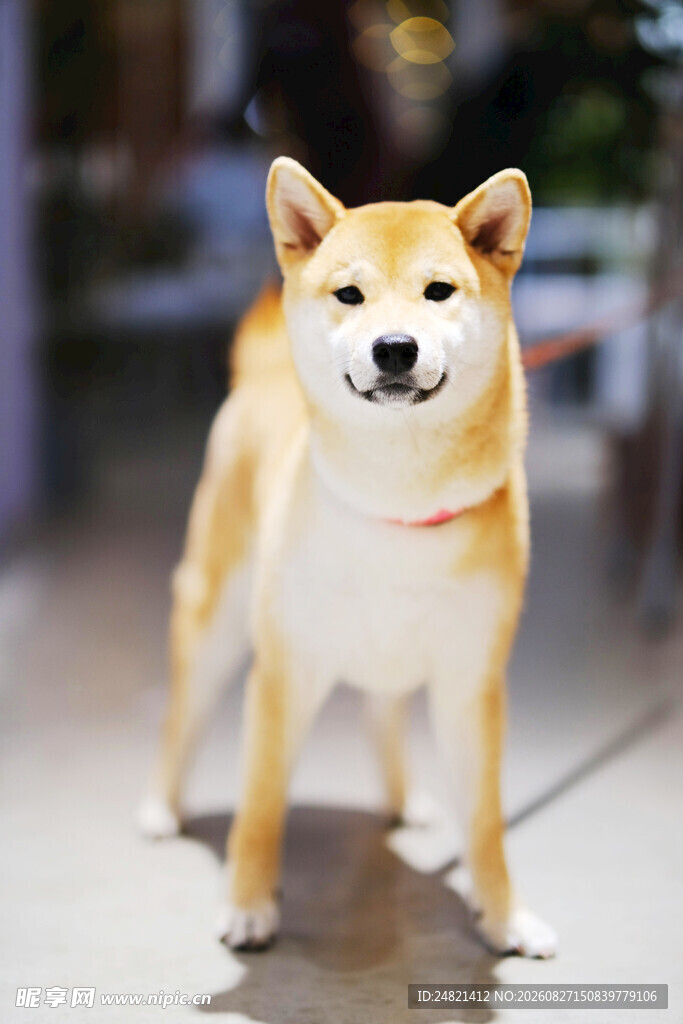 可爱柴犬站立姿态展示