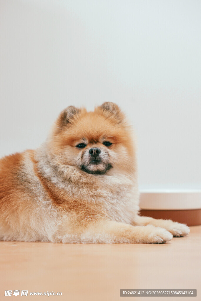 可爱博美犬趴地休憩