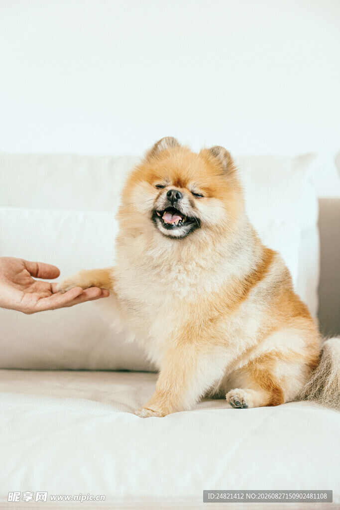 博美犬与人温馨互动瞬间