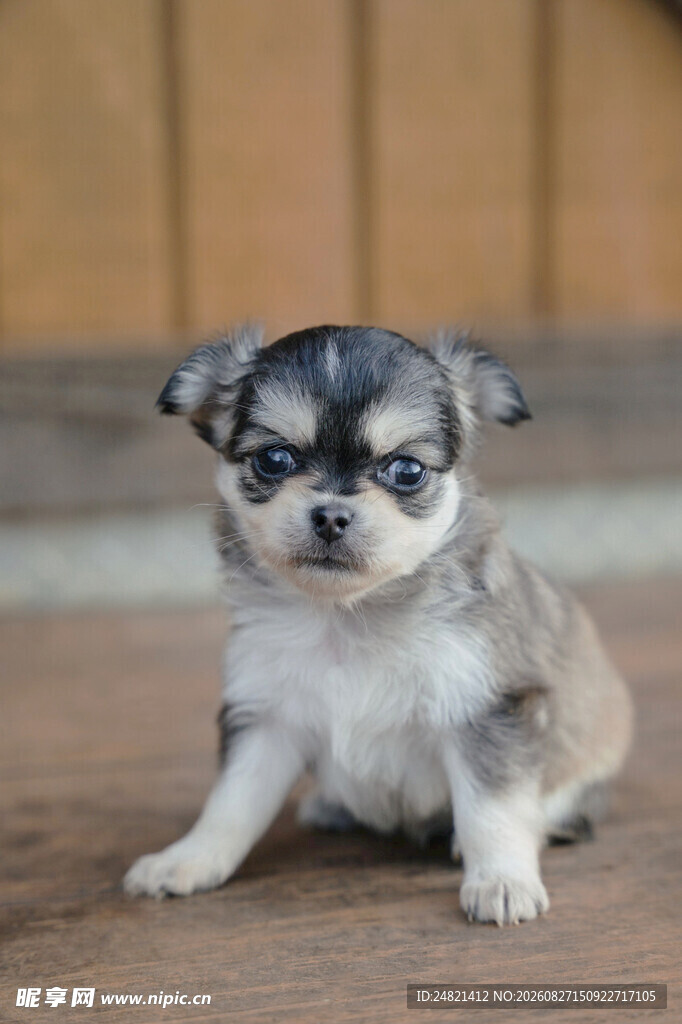 可爱吉娃娃幼犬