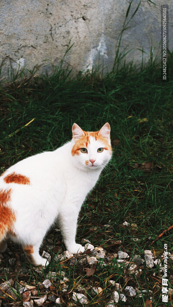 白橘猫于石旁站立