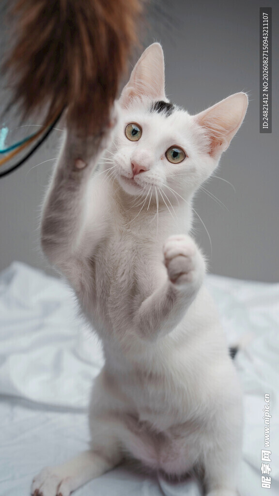 可爱白猫玩逗猫棒