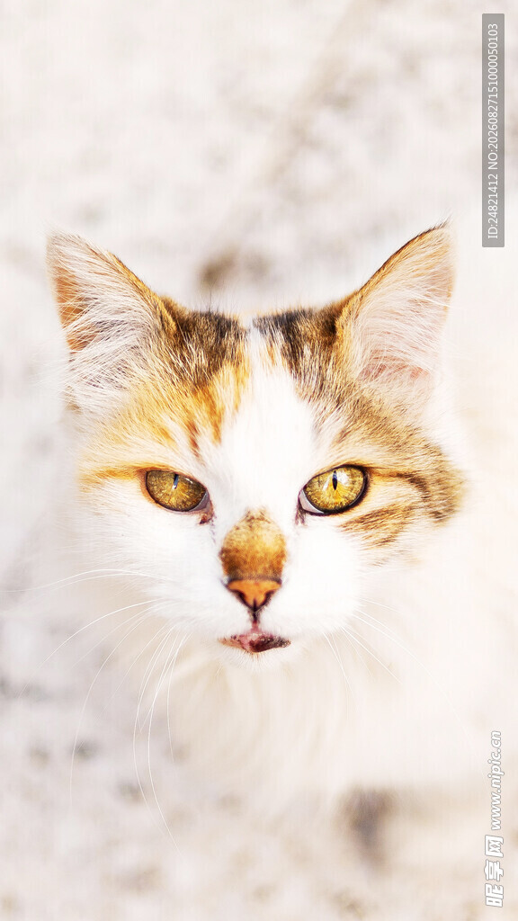 可爱三色猫特写