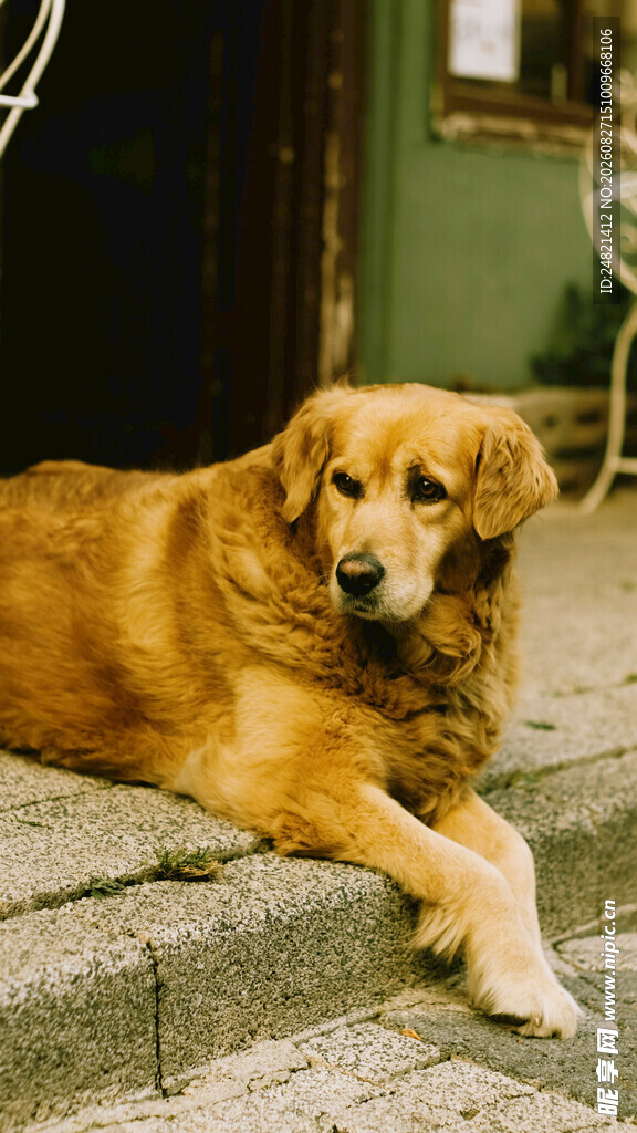 趴在石阶上的金毛犬