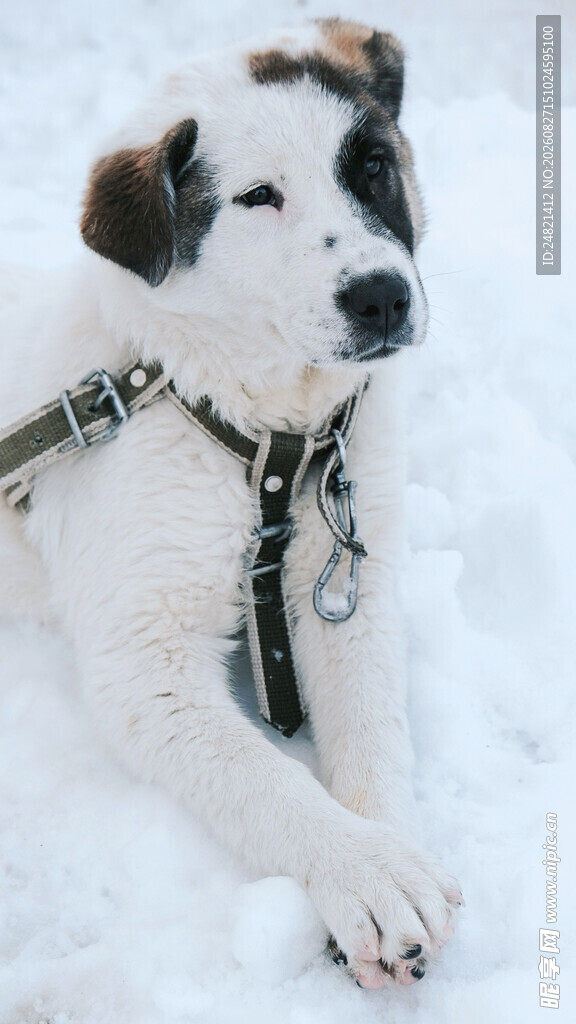 雪地中趴着的可爱小狗