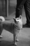 可爱柴犬站立咧嘴笑