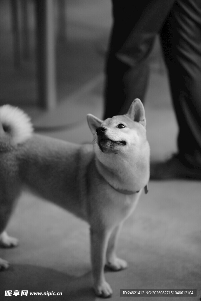 可爱柴犬站立咧嘴笑