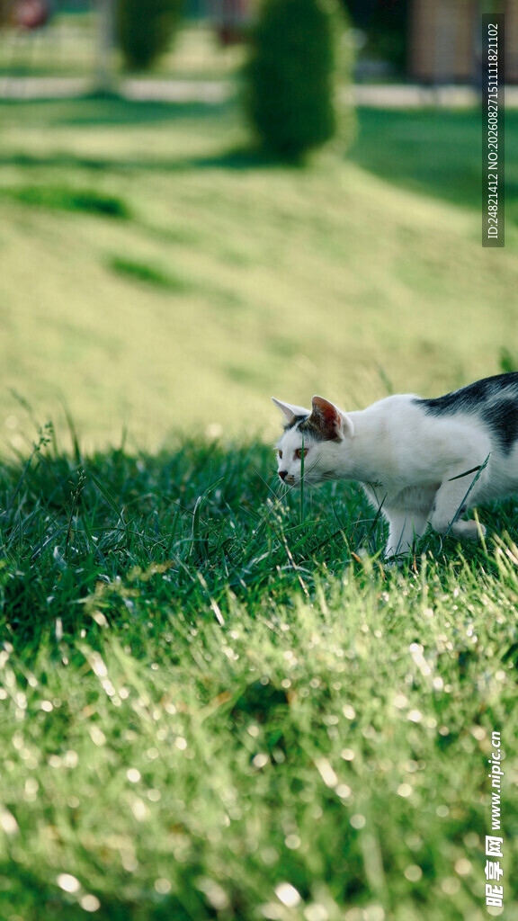 草地上的可爱猫咪