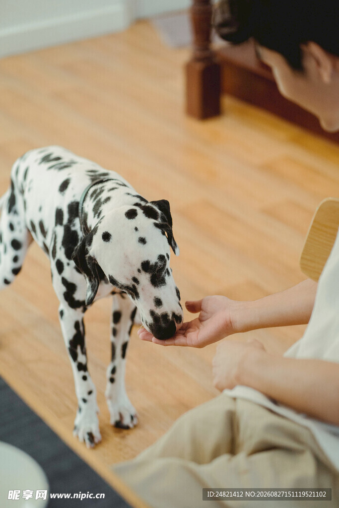 人与斑点狗温馨互动瞬间