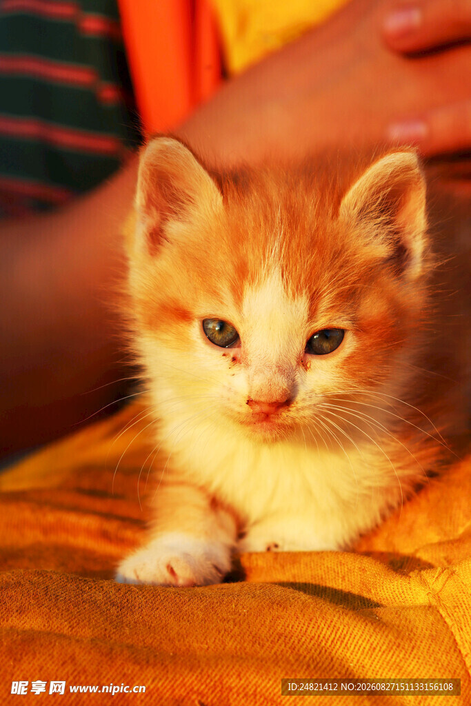 可爱小橘猫趴在柔软织物上