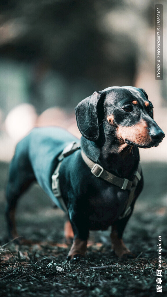 穿着衣服的可爱腊肠犬