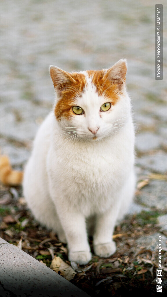 白身橘头猫蹲坐于地面