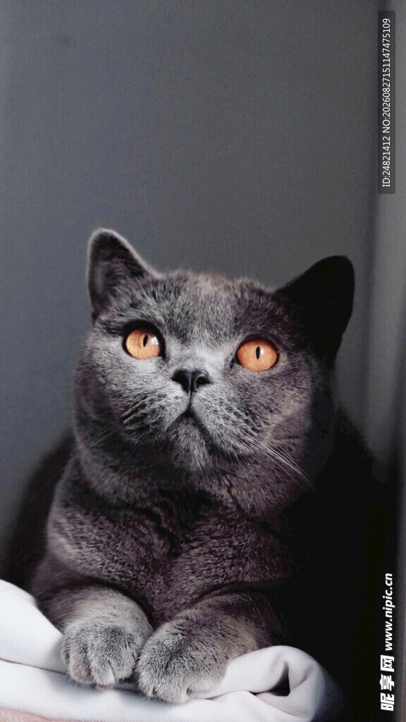 蓝猫趴卧