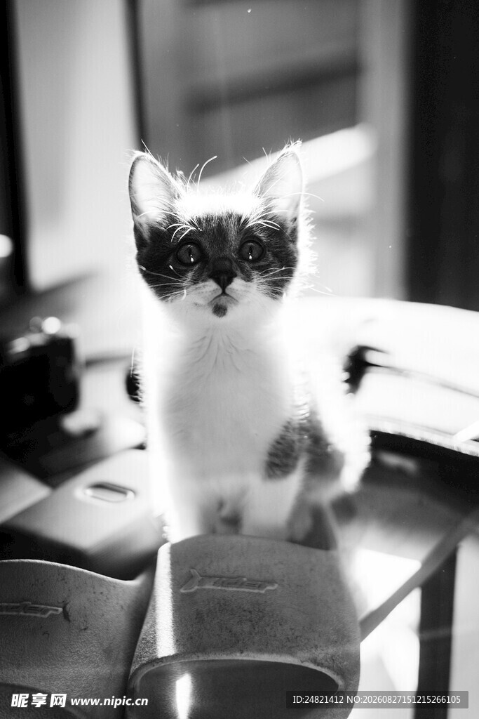 可爱小猫端坐桌面