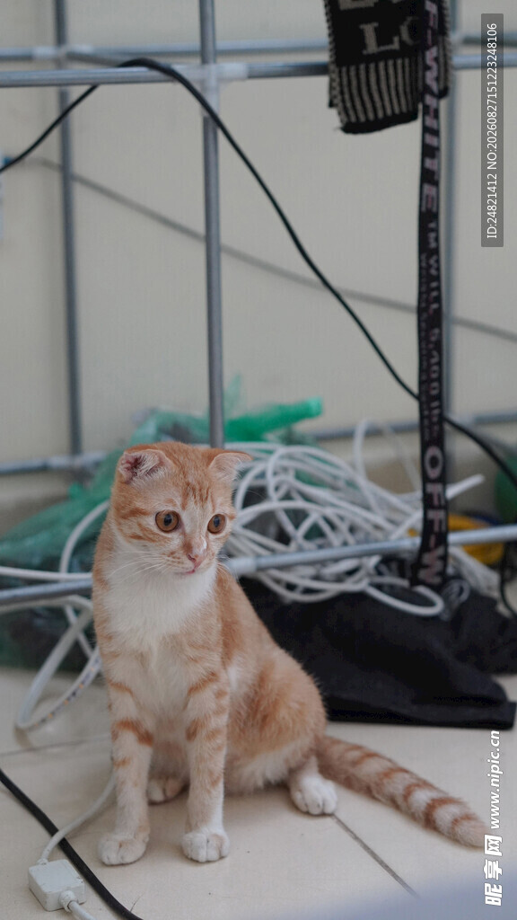 橘猫在设备旁安静坐着