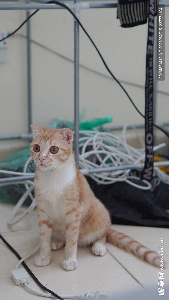 小猫置身杂乱电线旁