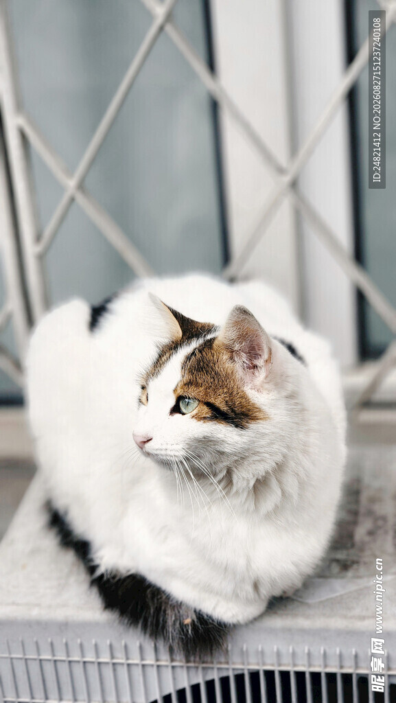 窗边可爱长毛猫