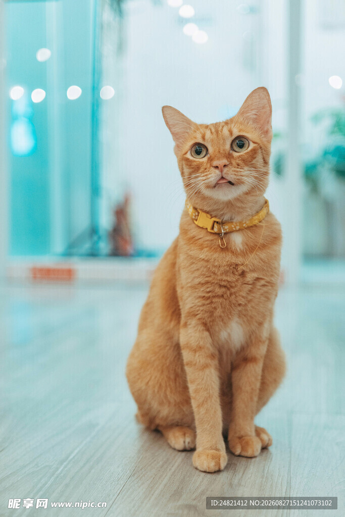 可爱橘猫室内乖巧端坐