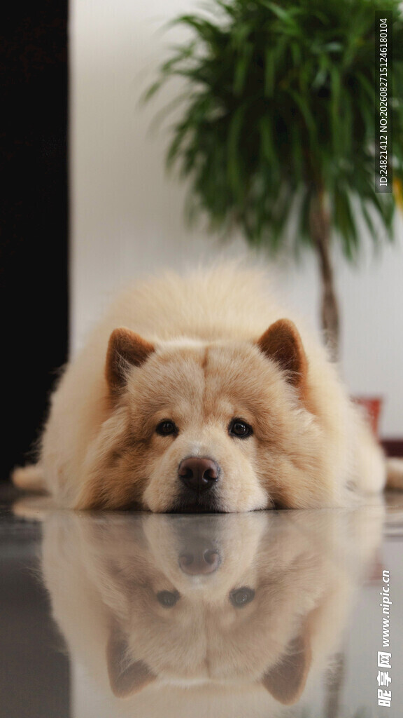 趴着的可爱松狮犬