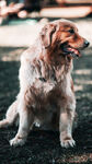 金毛犬蹲坐于草地