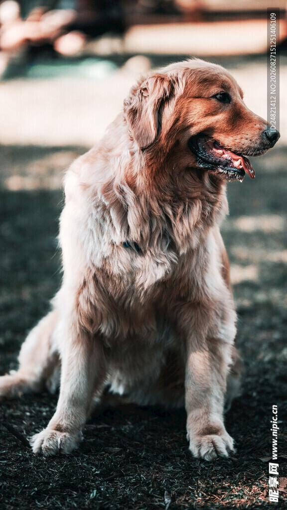 金毛犬蹲坐于草地