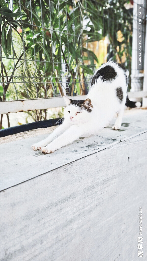 猫咪惬意躺卧在户外平台