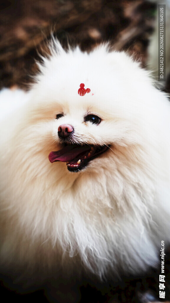 可爱白毛博美犬