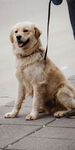拴绳的快乐金毛犬